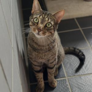 Bongo &ndash; oder liebevoll Bongolino genannt &ndash; w&uuml;nscht euch einen sch&ouml;nen Abend! 💚

Der charmante Dreij&auml;hrige Bongo ist auf der Suche nach einem Zuhause, in dem er als Einzelkater im Mittelpunkt stehen darf.

Unser bildsch&ouml;ner Bongo ist ein &auml;u&szlig;erst intelligenter Kater, der durchaus schon einmal eine T&uuml;r &ouml;ffnet, wenn ihm danach ist. Seinen vertrauten Menschen gegen&uuml;ber zeigt er sich sehr liebevoll, kommunikativ und verschmust. Gleichzeitig wei&szlig; er aber auch ganz genau, wo seine Grenzen liegen. Deshalb w&uuml;nschen wir uns f&uuml;r ihn katzenerfahrene Menschen, die seine Pers&ouml;nlichkeit verstehen und respektieren und ihm ein liebevolles F&uuml;r-immer-Zuhause schenken.

F&uuml;r ihn suchen wir ein ruhiges Zuhause in einer verkehrsarmen Wohngegend. Nach einer angemessenen Eingew&ouml;hnungszeit m&ouml;chte er seine Umgebung als Freig&auml;nger erkunden d&uuml;rfen.

Er wird ausschlie&szlig;lich als Einzelkater vermittelt. Kinder sollten in seinem neuen Zuhause nicht leben.

Bei Interesse freuen wir uns &uuml;ber eine E-Mail an th-elisabethenhof@bmt-tierschutz.de oder &uuml;ber einen Anruf w&auml;hrend unserer &Ouml;ffnungszeiten.

#zuhausegesucht #einzelkater #freigang #tierheimelisabethenhof #catlover