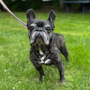 Von Herzen willkommen, Max 💚
Der 11j&auml;hrige French Bulldog ist heute eingezogen bzw. direkt auf Pflegestelle gegangen. Bis auf die Qualzuchtmerkmale (entsprechende OPs hatte er schon als junger Hund) ist er ein toller Typ.
Sobald wir ihn richtig kennengelernt haben, seid Ihr dran. 😉
Ihr d&uuml;rft den r&uuml;stigen Senior aber gerne schon mal im Hinterkopf behalten. 😊

#seniordog #frenchbulldog #tierheimelisabethenhof #bundgegenmissbrauchdertiere #pflegestelle