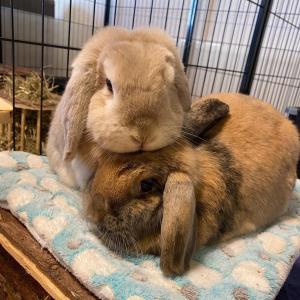 Kleintierf&uuml;hrerschein f&uuml;r Kinder bei uns im Tierheim

Auch in diesem Jahr bieten wir wieder an, Kindern Wissen zu den Kleintieren zu vermitteln. Wir st&auml;rken sie, damit ihnen keiner M&auml;rchen mehr &uuml;ber Kaninchen und Co erz&auml;hlen kann. Wer Wissen besitzt, hat die Wahl, mehr Wahl. Wer Wissen besitzt, kann Entscheidungen treffen. Und wir glauben daran, dass die Erwachsenen von morgen gute Entscheidungen treffen werden, wenn wir sie entsprechend unterst&uuml;tzen.

Hier alle Infos:
In den Osterferien bietet das Tierheim wieder den beliebten Kleintierf&uuml;hrerschein f&uuml;r Kinder ab 8 Jahren an. In diesem Kurs k&ouml;nnen die Kinder an einem Vormittag eines Werktages alles Wichtige zur artgerechten Haltung und Pflege von Kleintieren erfahren.

Was fressen Kaninchen am liebsten? Wie leben Meerschweinchen? Diese und viele andere Fragen zu den komplexen Haltungsanspr&uuml;chen der Tiere beantworten wir bei unserem Kleintier-F&uuml;hrerschein.

Programmpunkte:
F&uuml;hrung durch unser Kleintierhaus.
Lerne alles &uuml;ber die Bed&uuml;rfnisse von Kaninchen, Meerschweinchen & Co.
Kleine Bastelaktion und ein Quiz.
Am Ende erhalten alle Kinder eine Urkunde.
Diese Veranstaltung richtet sich an Kinder im Alter von 8-12 Jahren. Eine Anmeldung ist erforderlich.

th-elisabethenhof@bmt-tierschutz.de

06035 96110

#kleintierf&uuml;hrerschein #kleintiere #tierschutz #tierheimelisabethenhof #osterferien