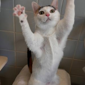 Marina 💚 - immer f&uuml;r Spiel- und Kuscheleinheiten zu haben. 

#cat #catlover #cutie #tierschutz #tierheimelisabethenhof