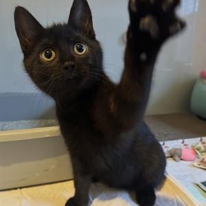 &bdquo;Samu&ldquo; w&uuml;nscht euch eine gute Nacht. 💚🥰

#goodnıght #gutenacht #kitten #kittenlovers #kittenoftheday #kittencat #cutie #blackcat #blackcatsrock #blackcatlover #cutekitten #malecat #katerliebe #schlaftgut #schwarzerkater #schwarzekatzenbringengl&uuml;ck #tierschutzverein #tierschutz #tierschutzkatze #tierheimelisabethenhof #zuhausegesucht #reichelsheimwetterau