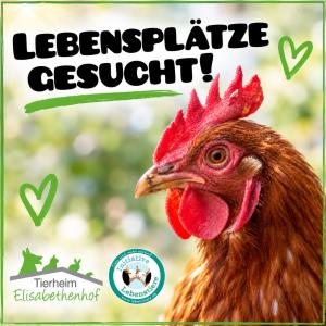Lebensp&auml;tze f&uuml;r H&uuml;hner gesucht!

70 Hennen sollen am 22.09.26 ausgestallt werden, da ihre Legeleistung nachgelassen hat. Normalerweise werden H&uuml;hner dann geschlachtet. Aber in dem Fall hat sich der Landwirt an den befreundeten Tierschutzverein Lebensk&uuml;he - Initiative Lebenstiere e. V. @lebenstiere gewandt und hofft darauf, dass wir gemeinsam gute Pl&auml;tze f&uuml;r sie finden, denn er w&uuml;nscht sich, dass sie weiter leben d&uuml;rfen.

Die Hennen sind braune Leghorns und etwas &uuml;ber ein Jahr alt. Sie haben bisher ausschlie&szlig;lich in Bodenhaltung gelebt und kennen es noch nicht frische Luft zu atmen, Wind in den Federn zu sp&uuml;ren, Gras zu picken und in Erde und Sand zu scharren. All dies soll f&uuml;r sie zuk&uuml;nftig m&ouml;glich sein.

Daher suchen wir H&uuml;hnerfreunde, die bereit sind, einigen von ihnen ein zuk&uuml;nftig sch&ouml;nes Leben zu bieten. Wer einigen einen Lebensplatz bieten kann, meldet sich via huehnerrettung@lebenstiere.de bei uns.

Die Hennen k&ouml;nnen in 35447 Reiskirchen, 36110 Schlitz und 61203 Reichelsheim bei uns im Tierheim &uuml;bergeben werden.
