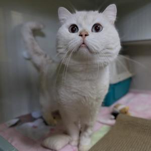 Hilfe f&uuml;r unseren Kater Cosmo

Er konnte tagelang keinen Urin absetzen und muss furchtbare Schmerzen gehabt haben. Sein Besitzer hat ihn uns &uuml;bereignet, damit er behandelt werden kann. 
Gute zwei Wochen war Cosmo in der Tierklinik. Die Diagnose: Oxalatsteine. Er musste katheterisiert werden, im Urin war Blut. Zum Gl&uuml;ck geht es ihm besser und seit gestern ist er bei uns im Tierheim. 
Cosmo wird lebenslang Spezialfutter und regelm&auml;&szlig;ige Kontrollen brauchen. Jetzt hoffen wir, dass der tapfere kleine Kater sich nach allem schnell erholt, damit er bald ein besonders sch&ouml;nes Zuhause findet. 

&Uuml;ber Betterplace k&ouml;nnt Ihr uns bei den Kosten f&uuml;r seine Behandlung unterst&uuml;tzen. Wir freuen uns &uuml;ber jeden Beitrag. Den Link hierzu findet Ihr in unserer Story und in unserem Highlight &bdquo;Spende Cosmo&ldquo;. 😊

#tierarztkosten #wirbrauchenhilfe #tierschutz #tierheimelisabethenhof #bundgegenmissbrauchdertiere