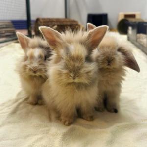 Wir wollen Euch die frohe Botschaft verk&uuml;nden, auch in diesem Jahr wieder anzubieten, Kindern Wissen zu den Kleintieren zu vermitteln. Wir st&auml;rken sie, damit ihnen keiner M&auml;rchen mehr &uuml;ber Kaninchen und Co erz&auml;hlen kann. Wer Wissen besitzt, hat die Wahl, mehr Wahl. Wer Wissen besitzt, kann Entscheidungen treffen. Und wir glauben daran, dass die Erwachsenen von morgen gute Entscheidungen treffen werden, wenn wir sie entsprechend unterst&uuml;tzen.

Hier alle Infos:
In den Osterferien bietet das Tierheim wieder den beliebten Kleintierf&uuml;hrerschein f&uuml;r Kinder ab 8 Jahren an. In diesem Kurs k&ouml;nnen die Kinder an einem Vormittag eines Werktages alles Wichtige zur artgerechten Haltung und Pflege von Kleintieren erfahren.

Was fressen Kaninchen am liebsten? Wie leben Meerschweinchen? Diese und viele andere Fragen zu den komplexen Haltungsanspr&uuml;chen der Tiere beantworten wir bei unserem Kleintier-F&uuml;hrerschein.

Programmpunkte:
F&uuml;hrung durch unser Kleintierhaus.
Lerne alles &uuml;ber die Bed&uuml;rfnisse von Kaninchen, Meerschweinchen & Co.
Kleine Bastelaktion und ein Quiz.
Am Ende erhalten alle Kinder eine Urkunde.
Diese Veranstaltung richtet sich an Kinder im Alter von 8-12 Jahren. Eine Anmeldung ist erforderlich.

th-elisabethenhof@bmt-tierschutz.de

06035 96110

#tierheimelisabethenhof #kleintierf&uuml;hrerschein #reichelsheimwetterau #kleintiere #tierschutz