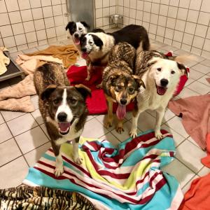 Guten Morgen ☀️ 

Gestern Nachmittag sind F&uuml;nf H&uuml;ndinnen bei uns eingezogen, die unsere Bude jetzt aufmischen werden. Von Herzen willkommen, Ihr F&uuml;nf 💚 

Erst mal schauen, ob sie ihre derzeitigen Namen behalten oder ob es neue gibt. Namentliche Vorstellung folgt also noch. Und wie immer: Erst lernen wir sie kennen und beschreiben, dann darf die Welt sie kennenlernen. 😉

#gutenmorgen #doglover #tierschutzhunde #tierheimelisabethenhof #willkommen