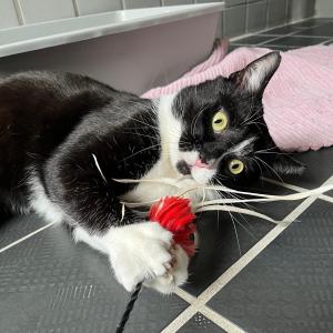 &bdquo;Hitschi&ldquo; w&uuml;nscht euch allen einen sch&ouml;nen Abend. 💚

Er sucht &uuml;brigens auch noch ein neues Zuhause als Einzelkater, denn er will seine Menschen mit niemanden teilen. &bdquo;Hitschi&ldquo; ist ein sehr anh&auml;nglicher und verspielter Kater. Wir suchen f&uuml;r ihn ein Zuhause in einer ruhigen Wohngegend, wo er nach seiner Eingew&ouml;hnung als Freig&auml;nger seine Umgebung erkunden kann. 

#sch&ouml;nenabend #catlover #cutecat #tierheimelisabethenhof #zuhausegesucht