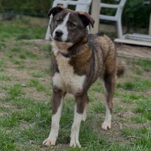 Kaya, Atka, Miakoda, Yoki und Tila hatten heute ihren tier&auml;rztlichen Eingangscheck, inklusive Blutabnahme. 
Sie haben sich alle gut angestellt und machen einen ebenso guten gesundheitlichen Eindruck.
Die sch&auml;tzungsweise Anfang 2025 geborenen M&auml;dels haben teilweise ganz sch&ouml;n Pfeffer im Hintern und wissen gl&uuml;cklicherweise nichts davon, dass manch ein Mensch meint, Tierschutzhunde m&uuml;ssen  dankbare Elfen sein. Wir lieben das. Wir wollen keine dankbaren Elfen. Wir wollen Hunde, denn so wie sind, sind sie gut. 🥰

#hundeliebe #tierschutzhunde #doglover #tierheimelisabethenhof #bmthessen