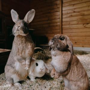 Goldie, Nubia und Hazel 💚

#kaninchenliebe #zwergwidder #cuties #tierheimelisabethenhof #zuhausegesucht