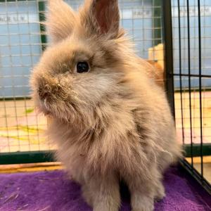 Moritz sucht ein Hospiz-Zuhause 

Unser kleiner K&auml;mpfer Moritz ist erst etwa 2 Jahre alt und hat in seinem jungen Leben schon einiges hinter sich. Mehrere Zahnoperationen hat er tapfer gemeistert und auch seine Medikamente nimmt er geduldig. Ein echter Super-Patient! 

Nun m&ouml;chten wir ihm die Chance auf ein ruhiges und liebevolles Zuhause geben &ndash; am liebsten in Gesellschaft eines oder mehrerer Kaninchen. Denn auch wenn seine Gesundheit besondere Aufmerksamkeit erfordert, soll Moritz noch viele sch&ouml;ne Momente in artgerechter Gesellschaft erleben d&uuml;rfen.

Charakterlich ist er ein selbstbewusstes Kerlchen, das durchaus wei&szlig;, was es m&ouml;chte.  Beim Futter kann er schon einmal etwas futterneidisch werden &ndash; mit Menschen dagegen zeigt er sich von seiner allerliebsten Seite. 

F&uuml;r seine zuk&uuml;nftige Familie wichtig: Die Tierarztkosten, die durch seine Zahnproblematik entstehen, werden selbstverst&auml;ndlich von uns als Tierheim &uuml;bernommen. Dar&uuml;ber hinaus freuen wir uns sehr &uuml;ber Menschen, die eine Patenschaft f&uuml;r Moritz &uuml;bernehmen und ihn auf seinem weiteren Weg unterst&uuml;tzen m&ouml;chten.

Moritz ist kastriert und wartet nun auf Menschen mit einem gro&szlig;en Herzen, die ihm trotz seiner kleinen Baustellen ein sch&ouml;nes Leben erm&ouml;glichen. 
Wer hat einen passenden Platz f&uuml;r diesen besonderen kleinen Kerl?

Bitte gerne teilen, damit Moritz seine Menschen findet.

#zuhausegesucht #kaninchen #tierheimelisabethenhof #bmthessen #tierschutz