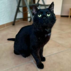 Unser lieber Azrael hat seine OP heute gut &uuml;berstanden und diese verlief laut der Tierklinik Hofheim ohne Komplikationen. Nun wird er dort ein, zwei N&auml;chte bleiben m&uuml;ssen und kann dann zur&uuml;ck zu Paulina, die ihn derzeit zur Pflege bei sich zu Hause hat. 
Die Kosten f&uuml;r die Behandlung haben wir fast zusammen. Vielleicht mag sich jemand &uuml;ber Betterplace noch mit ein paar &bdquo;M&auml;usen&ldquo; f&uuml;r den stattlichen Kater Azrael und seine Genesung beteiligen?
Den Spendenlink findet ihr weiterhin in unserem Highlight &bdquo;Spende Azrael&ldquo; und freuen uns &uuml;ber jeden Euro. 😊

#op #kater #katerliebe #tierheimelisabethenhof #bmthessen