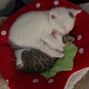 Sch&ouml;nen Abend und gute Nacht mit unseren L&uuml;tten, denen das Prinzip &bdquo;H&ouml;hle&ldquo; noch nicht in G&auml;nze begreiflich ist. 😁

#kitten #handaufzucht #pflegestelle #tierheimelisabethenhof #tierschutzkatzen
