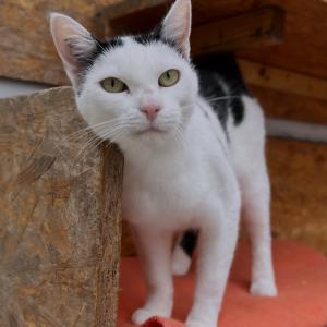 Einen sch&ouml;nen Abend w&uuml;nscht euch &bdquo;Kili&ldquo; 🥰

#sch&ouml;nenabend #catlover #femalecat #tierheimelisabethenhof #cutie