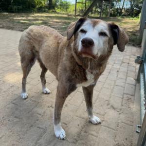 Update: Bianca hat ein tolles neues Zuhause gefunden. 💚

❗️Dringend❗️
Ein Tierheim ist kein Ort f&uuml;r einen 15j&auml;hrigen Hund, das zeigt uns Bianca t&auml;glich. Weil der Zweithund verstorben war und Bianca das Alleinsein nicht ertragen hat, kam sie zu uns.
Bei uns ist sie auch nicht gerne alleine. Leider haben wir keinen passenden Partner f&uuml;r sie. 
Bianca hat Stress und leidet im Tierheim. Sie ist theoretisch fit genug, um das Leben noch ein paar Monate in vollen Z&uuml;gen zu genie&szlig;en, (geht gerne spazieren und kann auch mal albern sein). Praktisch ist es bei uns f&uuml;r sie nicht m&ouml;glich. Bianca kann bei uns einfach nicht zur Ruhe kommen. Egal, wieviel M&uuml;he wir uns geben, Ort und Umst&auml;nde sind nichts f&uuml;r diese sensible, alte Maus.

Aus diesem Grund suchen wir eine Pflegestelle, auf der Bianca bis zum letzten Atemzug umsorgt wird. Das neue Zuhause sollte ruhig, gerne mit Zugang zum Garten und weitestgehend ebenerdig sein. Zwei Erwachsene w&auml;ren vorteilhaft. Eine Vergesellschaftung mit vorhandenem Hund oder Katze w&auml;re denkbar und individuell zu bewerten. Fremde Menschen h&auml;lt sie erst mal auf Abstand; ein Kennenlernen von Menschen, die &bdquo;neu&ldquo; in ihr System eingef&uuml;hrt werden, ist jedoch kein Problem. 

Wir lassen niemanden, der ein altes Tier von uns &uuml;bernimmt im Stich. 

Bei Interesse oder Fragen meldet Euch gerne bei uns. 

th-elisabethenhof@bmt-tierschutz.de

#pflegestellegesucht #seniordog #seniorenhund #seniorin #hundin #hund #dog #pflegestelle #doglife #doglovers #doglove #dogsofinstagram #instadog #tierschutz #tierschutzhund #tierschutzhunde #tierschutzverein #tierheimelisabethenhof #bmthessen #bundgegenmissbrauchdertiere #reichelsheimwetterau #meldeteuch