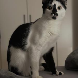 Unsere Katzenbereichsleitung Lea m&ouml;chte ihre pers&ouml;nliche Erfahrung mit einem sehr scheuen Kater teilen. 

&bdquo;Viele Menschen trauen sich das Zusammenleben mit einer sehr scheuen Katze nicht zu. Oft besteht die Sorge, diesen Katzen nicht gerecht werden zu k&ouml;nnen, weil sie sich nicht anfassen lassen und sich viel verstecken. Gerade sie haben es bei der Vermittlung besonders schwer, obwohl sie sich in einem ruhigen Zuhause oft erstaunlich ver&auml;ndern.

Unser Charly ist daf&uuml;r ein wundersch&ouml;nes Beispiel. Im Tierheim hatte er regelrecht Todesangst. Er rannte panisch die W&auml;nde hoch, sprang gegen Fensterscheiben und wollte nur fl&uuml;chten. Da ihn der Tierheimalltag enorm belastete, nahm ich ihn mit nach Hause zu unseren drei Katern.

Und Charly &uuml;berraschte mich vollkommen! Statt Panik zu haben, suchte er sich ruhig einen R&uuml;ckzugsort. Bereits am zweiten Tag beobachtete er uns neugierig von der Treppe und erkundete nachts die Wohnung. Am sechsten Tag traute er sich erstmals zu uns nach unten, obwohl wir noch auf dem Sofa sa&szlig;en. Ich war unglaublich stolz auf ihn. Mittlerweile erkundet er neugierig die Wohnung, spielt ausgelassen, blinzelt uns entspannt zu und &bdquo;redet&ldquo; sogar mit uns. Abends springt er inzwischen zu uns ins Bett. Nat&uuml;rlich erschreckt er sich noch manchmal und anfassen l&auml;sst er sich bisher nicht. Aber das ist vollkommen in Ordnung! Wir bedr&auml;ngen ihn nicht. Charly entscheidet selbst, wann und ob er bereit f&uuml;r den n&auml;chsten Schritt ist. Ob er jemals ein Schmusekater wird, spielt f&uuml;r uns keine Rolle. Viel wichtiger ist, wie viel Lebensfreude und Selbstvertrauen er inzwischen entwickelt hat.

Und Charly ist kein Einzelfall! Immer wieder erleben unsere Adoptanten, wie sehr scheue Katzen in einem ruhigen Zuhause aufbl&uuml;hen. Deshalb w&uuml;nschen wir uns, dass mehr Menschen unseren &bdquo;Unsichtbaren&ldquo; eine Chance geben. Sie brauchen vor allem Geduld, Verst&auml;ndnis und die Freiheit, in ihrem eigenen Tempo anzukommen.

Denn manchmal ist der gr&ouml;&szlig;te Fortschritt nicht die erste Streicheleinheit, sondern eine Katze, die sich endlich traut, unbeschwert Katze zu sein. 

Wir k&ouml;nnen ihre Vergangenheit nicht &auml;ndern. Aber ihre Zukunft. 💚&ldquo;

#scheuekatzen #chance #catlover #tierheimelisabethenhof