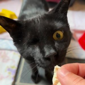 Yota 💚 

#oneeyedcat #blackcatlover #leckerchen #tierheimelisabethenhof #bundgegenmissbrauchdertiere