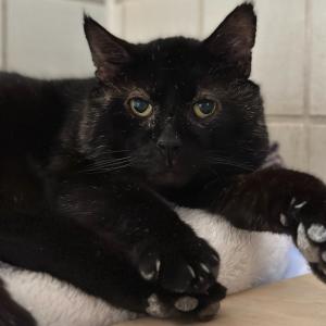 Azrael 💚

#blackcat #blackcatlove #catlover #tierheimelisabethenhof #bundgegenmissbrauchdertiere