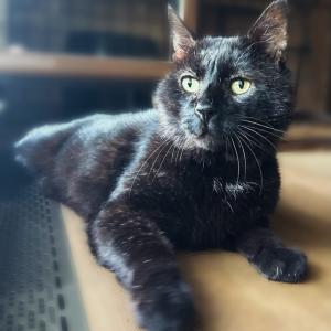 🚨 Unser geliebter Kater &bdquo;Azrael&ldquo; braucht dringend eure Hilfe. 🚨

Bei ihm wurde ein b&ouml;sartiges Ceruminaldr&uuml;senkarzinom im rechten Ohr festgestellt. Der Tumor verursacht starke Schmerzen und kann nur durch eine umfangreiche Operation in der Tierklinik behandelt werden.

Bei &bdquo;Azrael&ldquo; muss der gesamte rechte Geh&ouml;rgang entfernt werden. Gleichzeitig werden im linken Ohr die schmerzhaften Verknorpelungen mittels Laser entfernt. Da es sich um einen gro&szlig;en und komplizierten Eingriff handelt, muss &bdquo;Azrael&ldquo; anschlie&szlig;end station&auml;r in der Klinik bleiben und engmaschig &uuml;berwacht werden.

F&uuml;r &bdquo;Azrael&ldquo; gibt es keine andere echte Chance. Die einzige Alternative w&auml;re eine Einschl&auml;ferung, da seine Schmerzen inzwischen sehr gro&szlig; sind. F&uuml;r uns kommt eine Einschl&auml;ferung jedoch nicht in Frage.

&bdquo;Azrael&ldquo; liebt das Leben. Er genie&szlig;t jeden Sonnenstrahl, jede Streicheleinheit und jeden gemeinsamen Moment. Er ist ein echter K&auml;mpfer und hat noch so viel Lebensfreude in sich. Deshalb m&ouml;chten wir ihm die M&ouml;glichkeit geben, weiterzuleben &ndash; schmerzfrei und mit einer echten Zukunft.

Bitte helft uns Azrael&lsquo;s Behandlungskosten finanziell zu stemmen &ndash; jeder Euro hilft.

Den Spendenlink zu unserer Betterplace-Spendenaktion findet ihr unter dem Highlight &bdquo;Spende Azrael&ldquo; und in unserer Story. 

#spendenaufruf #katerliebe #op #bittehelftuns #tierheimelisabethenhof
