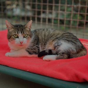 413 Tage wartet Amelie schon auf ihr Zuhause. 😔

Am 13.07.2025 kam sie gemeinsam mit ihren Kitten zu uns. Ihre Kleinen haben l&auml;ngst ihre Familien gefunden &ndash; nur Amelie ist geblieben.

Amelie ist eine unglaublich soziale Katze. Sie freut sich &uuml;ber neue Artgenossen, sucht ihre N&auml;he und genie&szlig;t ihre Gesellschaft sehr. 💚

Bei Menschen braucht sie dagegen etwas mehr Zeit, um Vertrauen zu fassen. Deshalb suchen wir f&uuml;r Amelie geduldige Menschen, die ihr die Zeit geben, die sie braucht, und ein ruhiges Zuhause ohne viel Trubel.

Ganz wichtig f&uuml;r ihr zuk&uuml;nftiges Gl&uuml;ck ist ein ruhiger, sozialer Kater oder eine ruhige, soziale Katze, der oder die bereits im neuen Zuhause lebt und ihr Sicherheit und Gesellschaft schenken kann. 

Nach ihrer Eingew&ouml;hnung m&ouml;chte Amelie au&szlig;erdem wieder Freigang in einer geeigneten, verkehrsberuhigten Umgebung genie&szlig;en d&uuml;rfen. 

Ihre Kitten sind l&auml;ngst angekommen.
Amelie wartet noch immer. Seit 413 Tagen.

Bitte teilt sie, damit auch sie endlich ihren Menschen findet. 💚

#zuhausegesucht #freig&auml;ngerkatze #catlover #sozialekatze #tierheimelisabethenhof