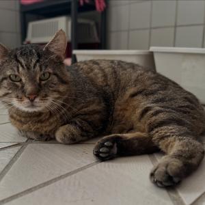 Wie lange muss &bdquo;Izzy&ldquo; noch warten?

W&auml;hrend um ihn herum immer wieder Katzen ihr K&ouml;fferchen packen d&uuml;rfen, bleibt einer zur&uuml;ck: Izzy.

Er sieht Katzen kommen. Er sieht sie wieder gehen. Sie bekommen Besuch, werden ausgesucht und d&uuml;rfen irgendwann durch unsere T&uuml;ren in ihr neues Leben gehen. Und Izzy? Izzy wartet.

Dabei w&uuml;nscht sich dieser wundervolle Kater eigentlich gar nicht viel. Menschen, die ihn lieben. H&auml;nde, die ihn streicheln. Einen Platz, an dem er endlich wieder ankommen und dazugeh&ouml;ren darf.

Wer Izzy zum ersten Mal begegnet, bekommt vielleicht zun&auml;chst ein Fauchen zu h&ouml;ren. Fremde Menschen sind ihm anfangs einfach nicht ganz geheuer. Doch bitte lasst euch davon nicht abschrecken. Wer ihm Zeit gibt, ihn &ouml;fter besucht und sein Vertrauen gewinnt, lernt einen ganz anderen Izzy kennen: einen unglaublich verschmusten, anh&auml;nglichen Kater, der gezielt die N&auml;he seiner Menschen sucht und seine Streicheleinheiten ausgiebig genie&szlig;t.

Und genau diese Menschen suchen wir dringend f&uuml;r ihn. Menschen, die nicht erwarten, dass beim ersten Kennenlernen sofort der Funke &uuml;berspringt. Menschen, die hinter sein anf&auml;ngliches Fauchen schauen und ihm die Chance geben, zu zeigen, was f&uuml;r ein liebevoller Kater in ihm steckt.

Leider bringt Izzy auch ein gesundheitliches P&auml;ckchen mit. Er hat Spondylose an der Wirbels&auml;ule und ben&ouml;tigt deshalb Schmerzmedikamente. Aufgrund der Ver&auml;nderungen an seiner Wirbels&auml;ule muss au&szlig;erdem sein Kotabsatz im Blick behalten werden &ndash; aktuell setzt er seinen Kot jedoch zuverl&auml;ssig ab.

Bitte gebt auch Izzy eine Chance.
Vielleicht braucht es beim ersten Besuch noch einen zweiten. Vielleicht auch einen dritten. Aber wer sein Vertrauen gewinnt, bekommt daf&uuml;r einen unglaublich anh&auml;nglichen und verschmusten Begleiter.

F&uuml;r Izzy suchen wir ein liebevolles Zuhause in einer ruhigen und verkehrsarmen Wohngegend, in der er nach einer angemessenen Eingew&ouml;hnungszeit wieder seinen geliebten Freigang genie&szlig;en darf.

Izzy wartet. Jeden einzelnen Tag.
Und wir hoffen so sehr, dass er bald nicht mehr warten muss.

Bitte teilt Izzy &ndash; vielleicht erreicht dieser Beitrag genau die Menschen, auf die er schon so lange wartet. 

#zuhausegesucht #tierheimelisabethenhof