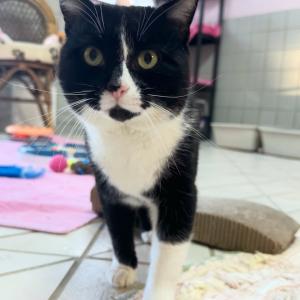 Lotus w&uuml;nscht euch einen sch&ouml;nen Abend. 💚

#catlove #katerliebe #tierschutz #tierschutzverein #tierheimelisabethenhof