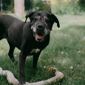 Zu alt, um Gl&uuml;ck zu finden? Das kann nicht sein &ndash; teilt unsere s&uuml;&szlig;e Bella bitte flei&szlig;ig. 😊

Bella ist eine freundliche, fr&ouml;hliche Cane Corso H&uuml;ndin, die ihr Zuhause aus privaten Gr&uuml;nden verloren hat. Sie liebt Spazierg&auml;nge und erkundet gerne Feld, Wald und Wiesen. Wild findet sie spannend, bleibt dabei aber gut lenkbar.

Bella l&auml;uft ordentlich an der Leine, f&auml;hrt problemlos Auto und ist sehr verschmust sowie anh&auml;nglich. Sie bindet sich eng an ihre Menschen, weshalb ihr die Eingew&ouml;hnung im Tierheim zun&auml;chst schwerfiel. Sie kann angemessen allein bleiben, ist stubenrein und macht nichts kaputt.

Die Altersvorsorgeuntersuchungen verliefen gut &ndash; Bella ist eine gesunde, kastrierte 10-j&auml;hrige H&uuml;ndin. Nur ihre Z&auml;hne sind altersbedingt nicht mehr perfekt.

F&uuml;r Bella w&uuml;nschen wir uns Menschen, die sie lieben, wie sie ist: mit sch&ouml;nen Spazierg&auml;ngen, gutem Essen und viel Kuschelzeit. Trotz guter Sozialkompetenz m&ouml;chte sie Einzelhund sein; Katzen sollten ebenfalls nicht im Haushalt leben.

Wegen ihres Alters und ihrer Gr&ouml;&szlig;e (63 cm, 45 kg) sollte sie m&ouml;glichst wenige Treppen laufen m&uuml;ssen, daher kommt eine Wohnung ohne Aufzug ab dem 1. Stock nicht infrage. Mit ruhigen, respektvollen Kindern k&ouml;nnte sie nach individueller Einsch&auml;tzung zusammenleben.

Bella w&auml;re sogar als B&uuml;rohund gut vorstellbar: Nach Spaziergang, Spiel und Fressen verh&auml;lt sie sich ruhig und entspannt.

Sie bringt fast alles mit, was sich viele w&uuml;nschen &ndash; Bella ist ein absoluter Traumhund. Ihr Alter darf ihrem Gl&uuml;ck nicht im Weg stehen.

Bei Fragen oder Interesse:
Telefon: 06035 96110
E-Mail: th-elisabethenhof@bmt-tierschutz.de
Oder &uuml;ber das Kontaktformular der Homepage

#canecorso #seniordog #zuhausegesucht