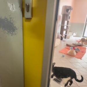 Guten Morgen mit Miso, Ramen und Padthai. 🥰💚

#catlover #dies&uuml;&szlig;esten #cats #tierheimelisabethenhof #zuhausegesucht