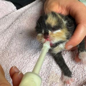 Weil manche Menschen tags&uuml;ber nicht denken, k&ouml;nnen andere nachts nicht schlafen. Beispielsweise schl&auml;ft Paulina derzeit nicht, da sie dieses Kitten betreut, das zusammen mit seinem toten Geschwisterchen am Stra&szlig;enrand gefunden wurde. Nicht nur das F&uuml;ttern und Versorgen dieser hilflosen Wesen h&auml;lt Tierpfleger wach, auch die Sorge dar&uuml;ber, wieviele Tiere unter der Dummheit (sorry, das Wort muss heute benutzt werden) und Ignoranz vieler  Menschen leiden m&uuml;ssen. 

Einige engagierte Tiersch&uuml;tzer k&auml;mpfen seit Jahrzehnten f&uuml;r den Schutz von Katzen, die scheinbar heimatlos leben (irgendwo liegt ja ihr Ursprung und Menschen haben IMMER damit zu tun), indem sie sie kastrieren lassen, sie im Blick behalten und falls m&ouml;glich, ggf ein Zuhause f&uuml;r sie finden, sollten sie nicht komplett verwildert sein. Und dann kommt doch noch immer einer daher, dem das Tierwohl sch*** egal ist, der zu faul ist oder zu geizig, seine Tiere kastrieren zu lassen. D&uuml;rfen wir jetzt mal so sagen. 

Neulich hatte doch tats&auml;chlich eine Bekannte von uns (Katzenschutz) mit einem &bdquo;Herzchen&ldquo; zu tun, das meinte, es sei seine Entscheidung, ob und wann er seine Katzen kastrieren lie&szlig;e. Nat&uuml;rlich sind diese alle schon lang erwachsen, streifen drau&szlig;en umher und haben h&ouml;chst wahrscheinlich mit dem Wachstum einer Katzenkolonie in dieser Ecke zu tun. 

Und hier sind wir beim Punkt: Solange jeder die Freiheit besitzt, sich gegen das Tierwohl und die Vernunft zu entscheiden, wird der Schuss nach hinten los gehen. Manche Mitmenschen darf man einfach nicht selbst &bdquo;denken&ldquo; lassen, denn es kommt nicht viel bei rum. Deshalb sollte &uuml;berall eine Katzenschutzverordnung existieren, die an den Stellen beim Denken unterst&uuml;tzt, wo es scheinbar hapert. 

P.S.: Danke an den netten Herren, der hinsah, als dieses Baby in Not war und direkt handelte.

#katzenschutz #katzenschutzverordnung #reichelsheimwetterau #kitten #tierschutz