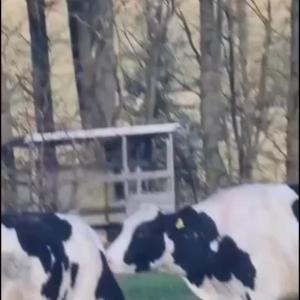 Guten Morgen mit Emily und Abby 😊 Seit genau drei Monaten sind unsere Zwillingsm&auml;dels und ihre Freundinnen  nun auf dem Biolebenshof Schlitzerland und genie&szlig;en ihr Leben. Keiner erwartet etwas von ihnen, keiner will etwas von ihnen; sie sollen einfach gl&uuml;cklich sein. 
Sich miteinander besch&auml;ftigen zu k&ouml;nnen, ist ein Grundbed&uuml;rfnis von Rindern, die ja Herdentiere sind. Sich gegenseitige Zuneigung und Pflege zukommen zu lassen, zu spielen, gemeinsam zu rennen, zu toben, bei Gefahr f&uuml;reinander einzustehen - all das ist essenziell f&uuml;r die psychische und auch k&ouml;rperliche Gesundheit von Rindern. Jede Haltungsform, die dies nicht erf&uuml;llt ist gegen ihre Natur und somit gegen das Tierwohl.

#tierwohl #k&uuml;he #kuhliebe #tierheimelisabethenhof #tierschutz