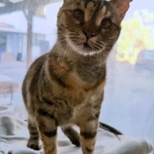 Patty 💚 sucht immer noch ein Zuhause. 

#einzelkatze #tierschutzkatze #catlover #tierheimelisabethenhof #bmthessen