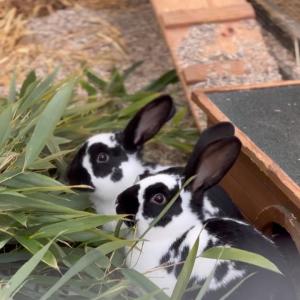 Bambus 🎋💚 f&uuml;r unsere Kaninchen. 🥰

#bambus #kaninchenf&uuml;tterung #artgerechtef&uuml;tterung #tierheimelisabethenhof #bmthessen