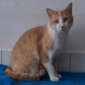 Sch&ouml;nling Kallax 💚

Er sucht &uuml;brigens auch noch ein neues Zuhause bei katzenerfahrenen Menschen in reiner Wohnungshaltung mit abgesicherten Balkon oder in einer ruhigen Wohngegend, wo er nach seiner Eingew&ouml;hnung seine Umgebung erkunden kann. 🥰

#katerliebe #orangewhitecat #cutie #tierheimelisabethenhof #zuhausegesucht