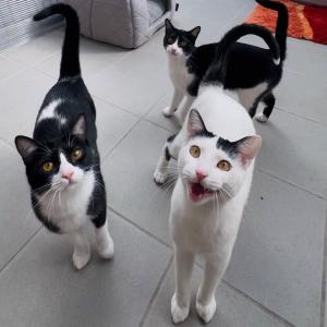 💚 Ramen, Miso und Padthai 💚

#gemeinsameszuhause #catlover #tierschutzkatzen #tierheimelisabethenhof #zuhausegesucht